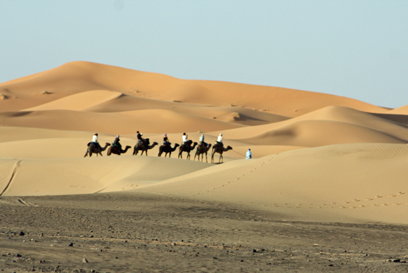 camel22