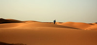 camel16